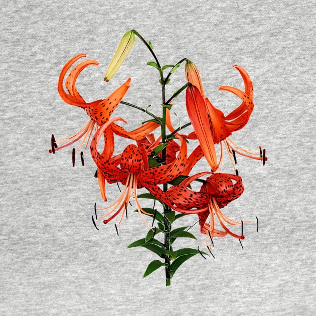 Lilies - Tiger Lilies by SusanSavad